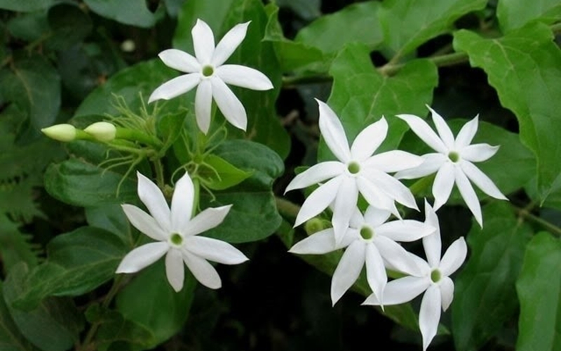 Chè vằng lợi sữa có tốt không, Mua ở đâu, giá bao nhiêu